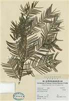藏品(臺灣粗榧)的圖片